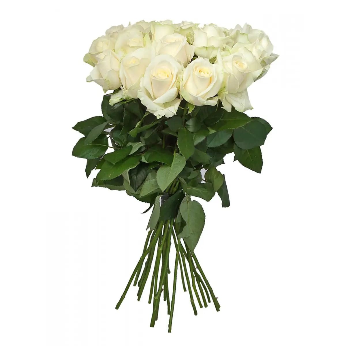 9 белых роз 60 см, Россия